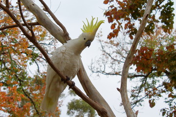cockatoo in australia