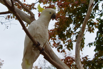 cockatoo in australia