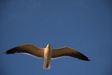 seagull in the sky