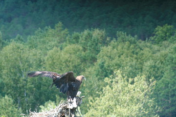 White-tailed eagle (Haliaeetus albicilla) in the North of Belarus