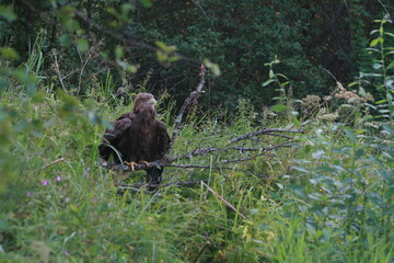 White-tailed eagle (Haliaeetus albicilla) in the North of Belarus