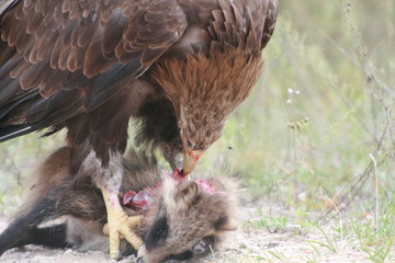 White-tailed eagle (Haliaeetus albicilla) in the North of Belarus