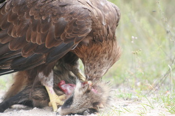 White-tailed eagle (Haliaeetus albicilla) in the North of Belarus