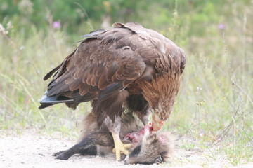 Fototapeta premium White-tailed eagle (Haliaeetus albicilla) in the North of Belarus