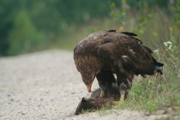 White-tailed eagle (Haliaeetus albicilla) in the North of Belarus