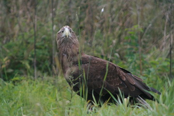 White-tailed eagle (Haliaeetus albicilla) in the North of Belarus