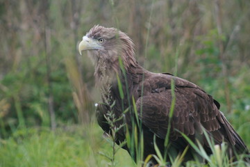 White-tailed eagle (Haliaeetus albicilla) in the North of Belarus