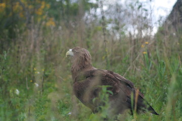White-tailed eagle (Haliaeetus albicilla) in the North of Belarus