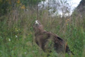 White-tailed eagle (Haliaeetus albicilla) in the North of Belarus