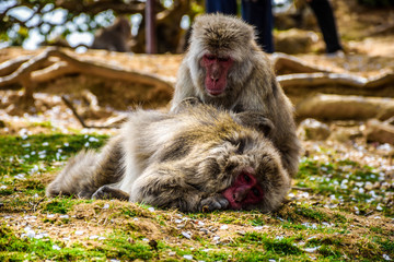 Monkeys on the Arashiama hill in Kyoto, Japan