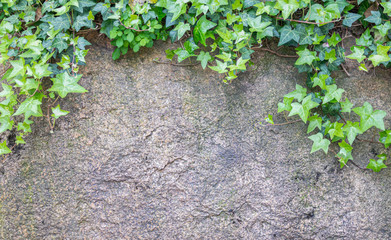 green ivy leaf on nature's big rock