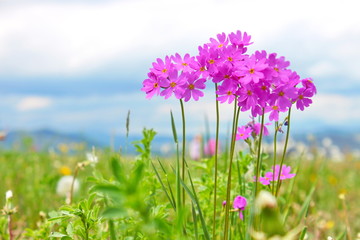 Obraz premium pink wildflowers close-up, Very beautiful, Khakassia