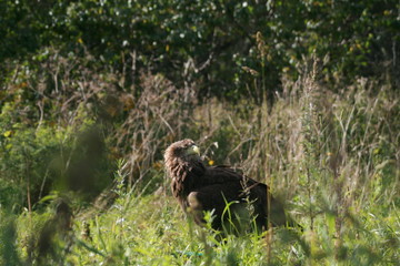 White-tailed eagle (Haliaeetus albicilla) in the North of Belarus