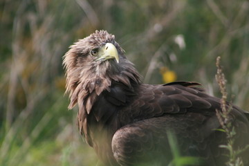 White-tailed eagle (Haliaeetus albicilla) in the North of Belarus