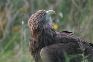 White-tailed eagle (Haliaeetus albicilla) in the North of Belarus