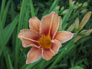 Obraz premium lily