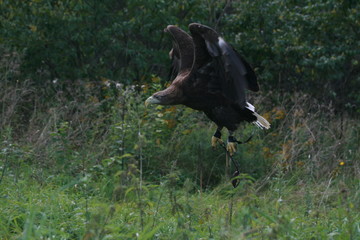 White-tailed eagle (Haliaeetus albicilla) in the North of Belarus