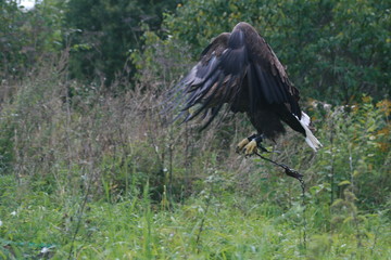 White-tailed eagle (Haliaeetus albicilla) in the North of Belarus