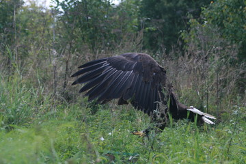White-tailed eagle (Haliaeetus albicilla) in the North of Belarus