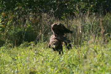 White-tailed eagle (Haliaeetus albicilla) in the North of Belarus