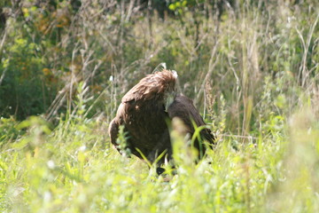 White-tailed eagle (Haliaeetus albicilla) in the North of Belarus