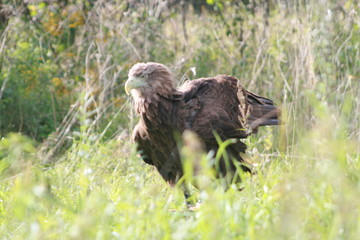 White-tailed eagle (Haliaeetus albicilla) in the North of Belarus