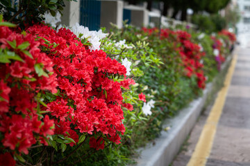 Fototapeta na wymiar spring azalea flower blooming beautifully in the garden of a building