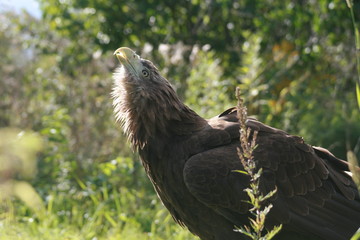 White-tailed eagle (Haliaeetus albicilla) in the North of Belarus