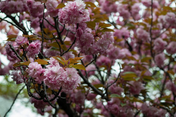 Beautiful pink king cherry blossom blooming in the field of Korea in spring