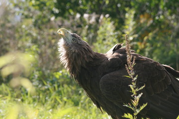 White-tailed eagle (Haliaeetus albicilla) in the North of Belarus