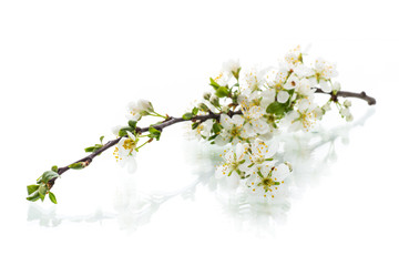 branch with plum flowers isolated on a white background