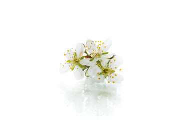 branch with plum flowers isolated on a white background