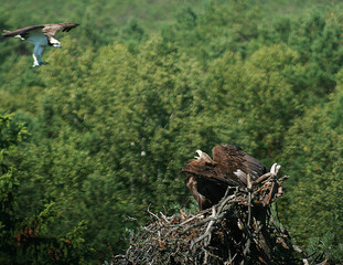 White-tailed eagle (Haliaeetus albicilla) in the North of Belarus