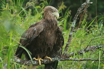 White-tailed eagle (Haliaeetus albicilla) in the North of Belarus