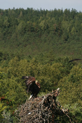 White-tailed eagle (Haliaeetus albicilla) in the North of Belarus