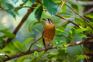 Orange headed thrush bird