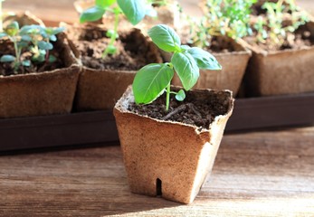 Young herb seedlings in pots. Small basil on front in biodegradable pot, brown  wooden table.