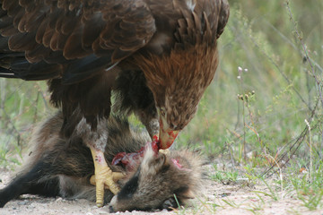 White-tailed eagle (Haliaeetus albicilla) in the North of Belarus
