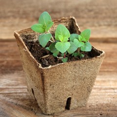 Young bee balm seedling in a pot. Small plant of  Monarda didyma, bergamot, in biodegradable pot on brown  wooden table.