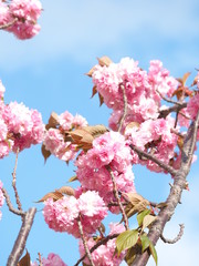 牡丹桜