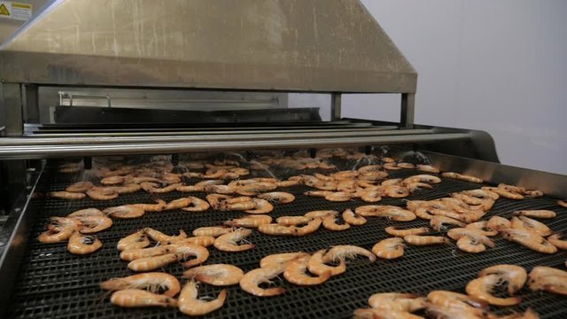Fresh shrimp factory