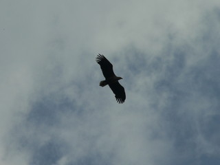 White-tailed eagle (Haliaeetus albicilla) in the North of Belarus