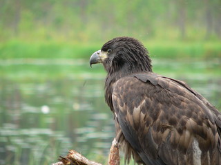 White-tailed eagle (Haliaeetus albicilla) in the North of Belarus