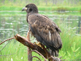 White-tailed eagle (Haliaeetus albicilla) in the North of Belarus