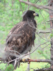 White-tailed eagle (Haliaeetus albicilla) in the North of Belarus
