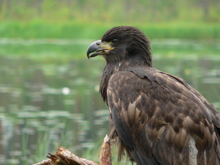 White-tailed eagle (Haliaeetus albicilla) in the North of Belarus