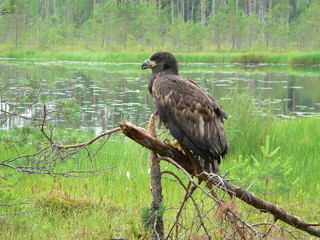 White-tailed eagle (Haliaeetus albicilla) in the North of Belarus