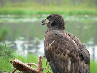 White-tailed eagle (Haliaeetus albicilla) in the North of Belarus
