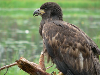 White-tailed eagle (Haliaeetus albicilla) in the North of Belarus