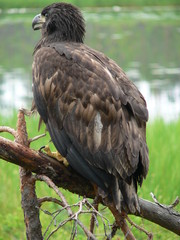 White-tailed eagle (Haliaeetus albicilla) in the North of Belarus